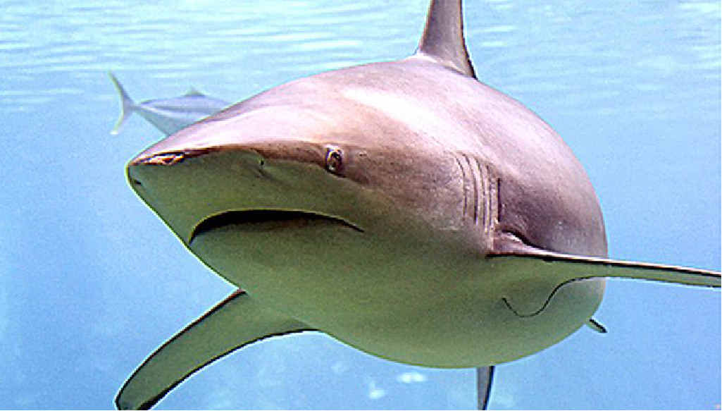 It is thought the shark that attacked Milton Carter off Broken Head may have been a bronze whaler. It is thought the shark that attacked Milton Carter off Broken Head may have been a bronze whaler.